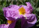 Jara blanca - Cistus albidus. Jan