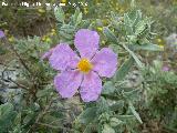 Jara blanca - Cistus albidus. Santa Ana - Torredelcampo