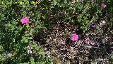 Jara blanca - Cistus albidus. Cabezo del Tesoro - Valverde del Camino