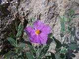 Jara blanca - Cistus albidus. Cruz de la Chimba - Jan