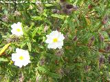 Jara negra - Cistus monspeliensis. Vilches