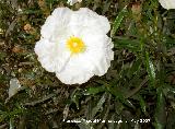 Jara negra - Cistus monspeliensis. Aldeaquemada