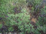 Jara negra - Cistus monspeliensis. Zagrilla Baja - Priego de Crdoba