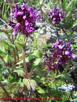 Zapatitos del Seor - Fedia cornucopiae. Torres