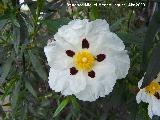 Jara pringosa - Cistus ladanifer. Vilches