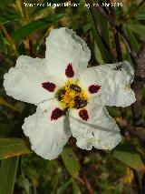 Jara pringosa - Cistus ladanifer. Baldos de Beas - Beas