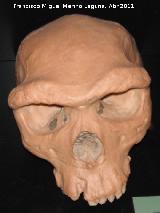 Homo rhodesiensis. Broken Hill. Zambia