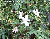 Jazmn - Jasminum officinale. Navas de San Juan