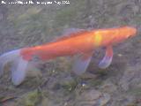 Pez Koi - Cyprinus carpio var. koi. Cuadros - Bdmar