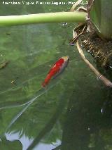 Pez Koi - Cyprinus carpio var. koi. Crdoba