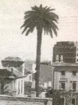 Palmera del Rey Alhamar. Foto antigua