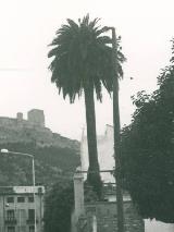 Palmera del Rey Alhamar. Foto antigua