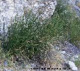 Junco subulatus - Juncus subulatus. Los Villares