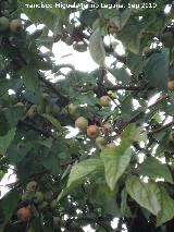 Manzano de flor - Malus floribunda. San Martn de la Vega