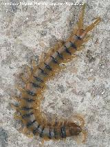 Escolopendra - Scolopendra cingulata. Prado Maguillo - Santiago Pontones