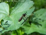 Avispn Sphex flavipennis - Sphex flavipennis. Los Villares