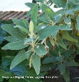 Matagallo - Phlomis purpurea. Crdoba