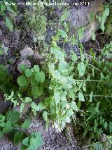 Ortiga romana - Urtica pilulifera. Cuatro Picos - Jan