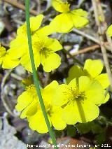 Perdiguera - Helianthemum nummularium. La Hoya - Jan