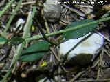 Perdiguera - Helianthemum nummularium. Hoja. La Hoya - Jan