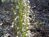 Orqudea del lagarto - Himantoglossum hircinum. Tajos de San Marcos - Alcal la Real