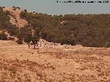 Cortijo de la Fuente de la Zarza. 