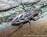 Gorgojo de los Cardos - Coniocleonus nigrosuturatus. Los Villares