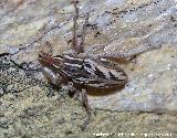 Gorgojo de los Cardos - Coniocleonus nigrosuturatus. Los Villares