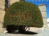 Laurel - Laurus nobilis. Laurel del Hospital de Santiago - beda