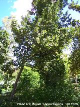 Laurel - Laurus nobilis. Jabalcuz (Jan)