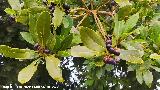 Laurel - Laurus nobilis. Frutos. Mirador de Torrequebrada - Rus