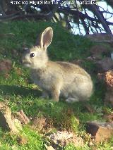 Conejo - Oryctolagus cuniculus. Navas de San Juan