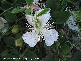 Alcaparrera - Capparis spinosa. Jan