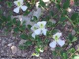 Alcaparrera - Capparis spinosa. Navas de San Juan