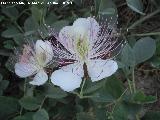 Alcaparrera - Capparis spinosa. Los Villares