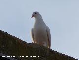 Pjaro Paloma domstica - Columba livia domestica. Navas de San Juan