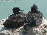 Negrn - Melanitta nigra. Valencia