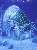 Nautilus - Nautilus pompilius. Valencia