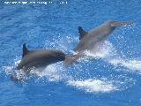 Delfn mular - Tursiops truncatus. Valencia