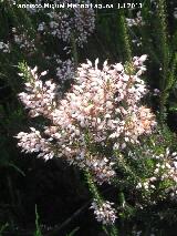 Brezo rubio - Erica australis. Valencia