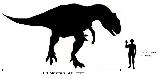 Alosaurio - Allosaurus fragilis. Comparacin con el hombre. Wikipedia