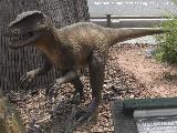 Velocirrptor - Velociraptor mongoliensis. Valencia