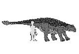 Anquilosaurio - Ankylosaurus magniventris. Comparacin con el hombre. Wikipedia