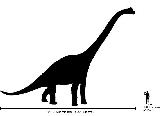 Braquiosaurio - Brachiosaurus altithorax. Comparacin con el hombre. Wikipedia