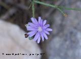 Lechuga azul - Lactuca perennis. Los Villares