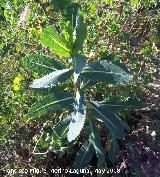 Lechuga silvestre - Lactuca virosa. Navas de San Juan