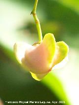 Bonetero de Cazorla - Euonymus latifolius. Pea del Olivar - Siles