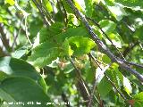 Bonetero de Cazorla - Euonymus latifolius. Pea del Olivar - Siles