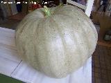 Calabaza - Cucurbita mxima. Pea del Olivar - Siles