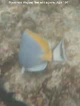 Pez cirujano de garganta blanca - Acanthurus leucosternon. Maldivas